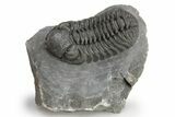 Phacopid (Adrisiops) Trilobite - Jbel Oudriss, Morocco #226587-3